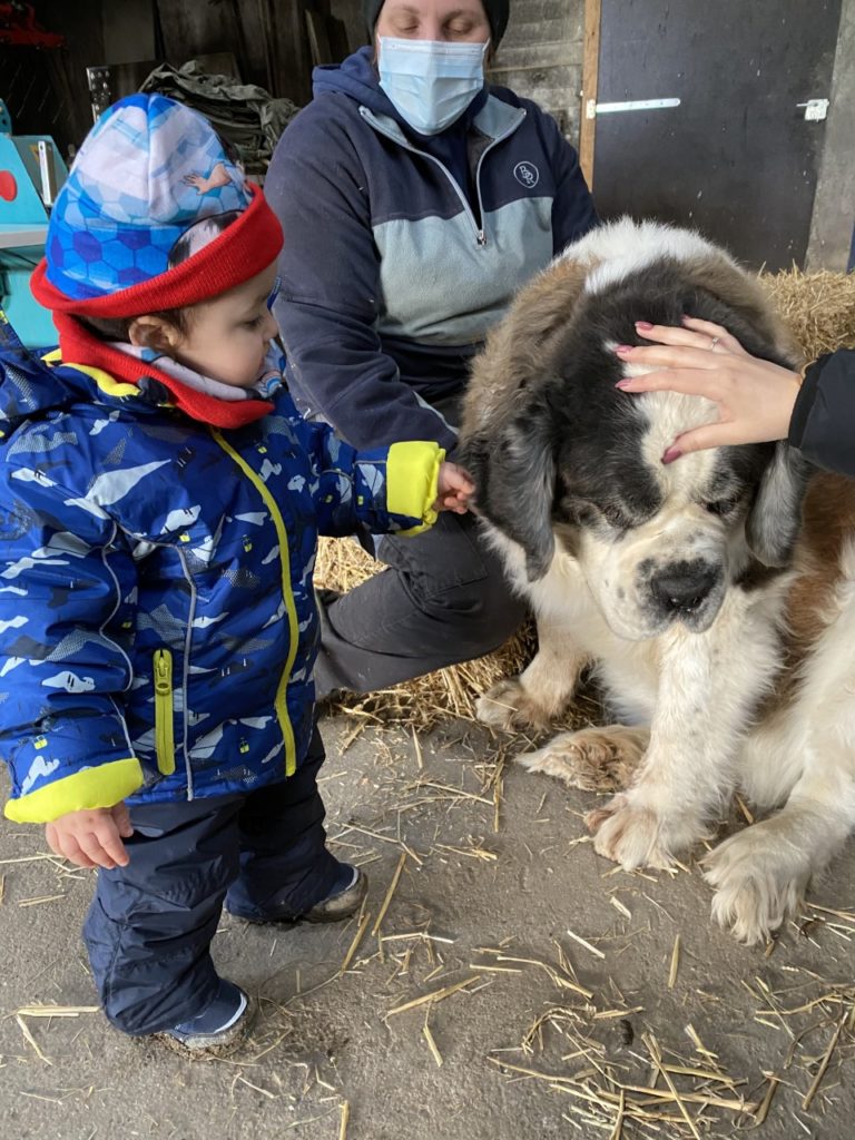 Les Mini Trotteurs À La Ferme5