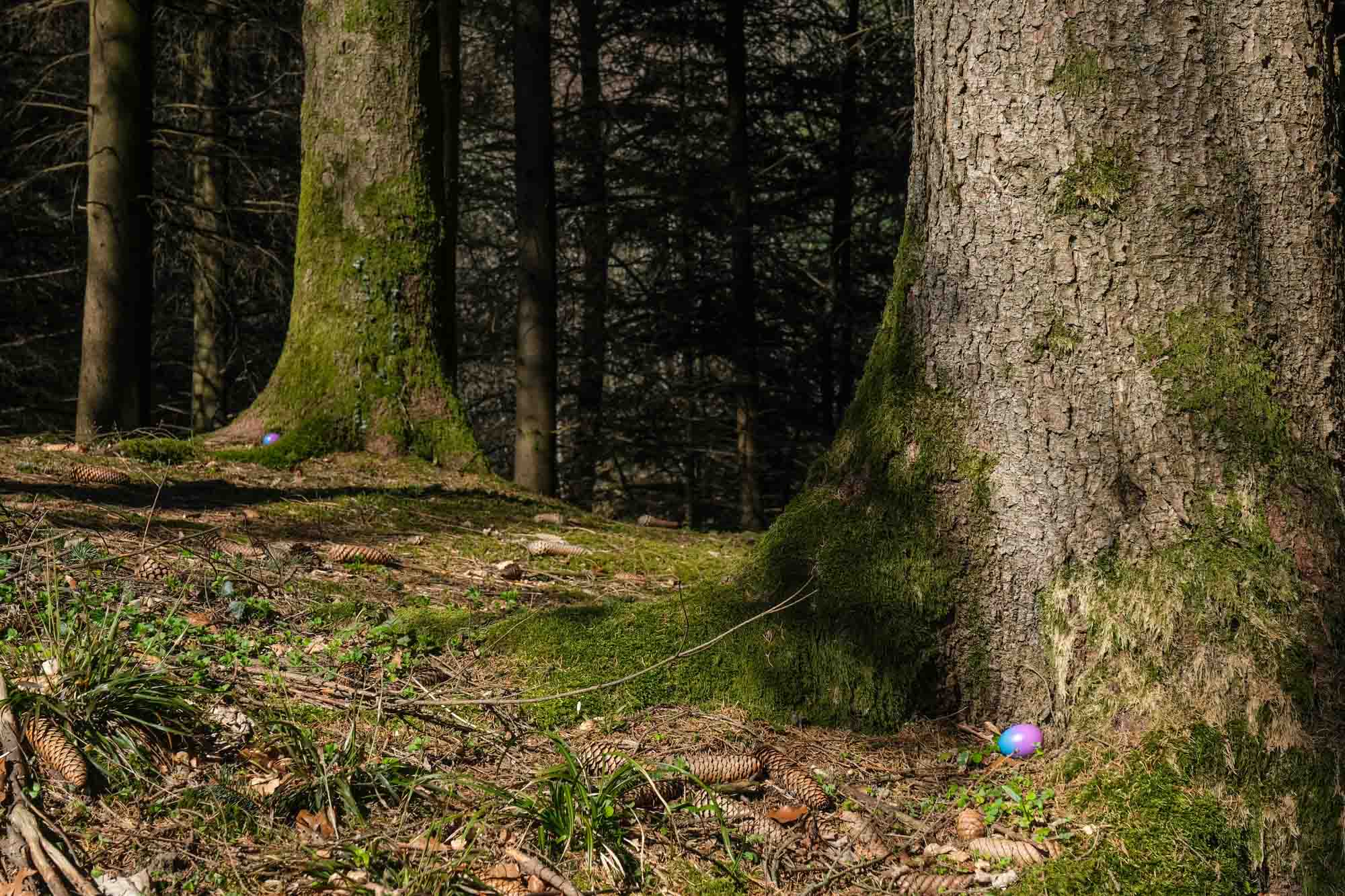 Chasse Aux Oeufs Dans Les Bois