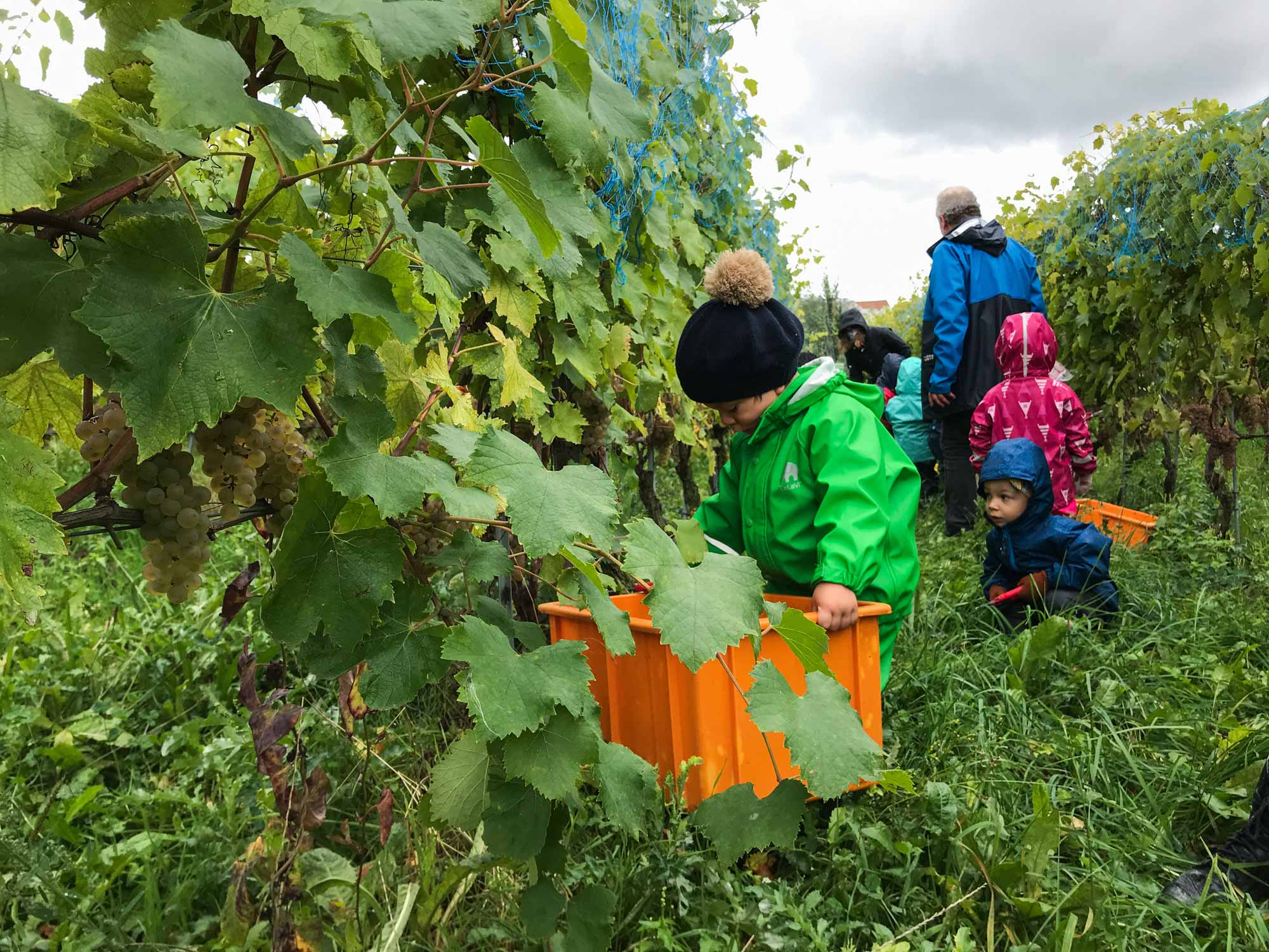 Educalis Petits Acrobates Vendanges 14