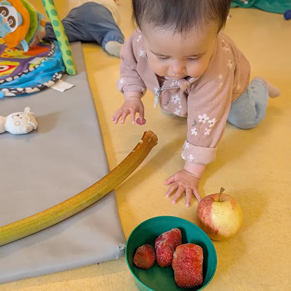 Enfant de la nursery touchant une pomme et une rhubarbe avant la préparation à la crèche Les Petits Acrobates à Lausanne.