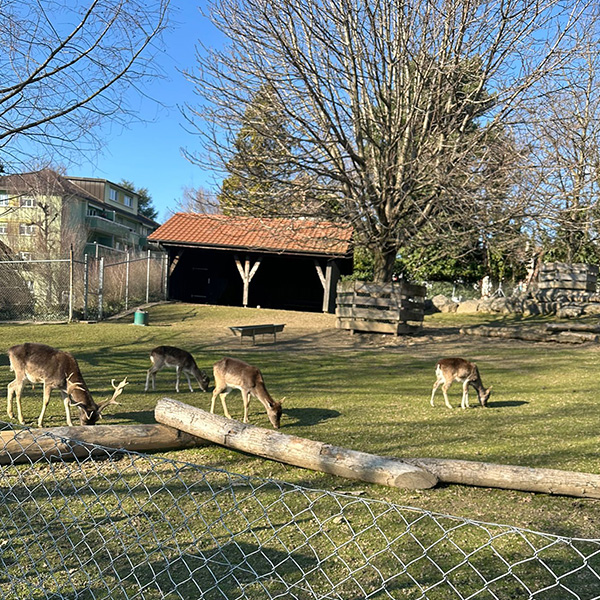 Sortie Nature Biches Nurserie Creche Les Petits Acrobates Pully 01